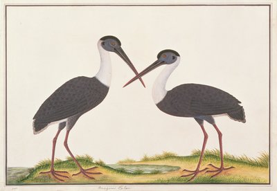 Wollhalsstorch, aus Zeichnungen von Vögeln aus Malakka, ca. 1805-18 von Chinese School